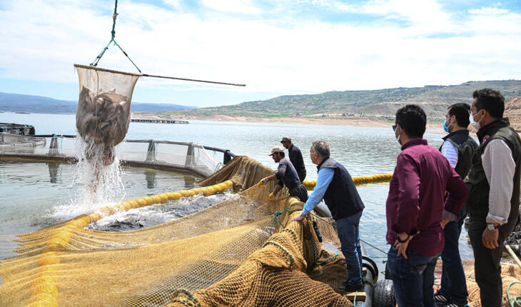Kayseri’de yetiştirilen Türk somonu iç ve dış piyasaya sunuluyor