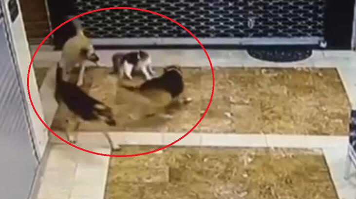 Kedi, yavrusuna saldıran 3 sokak köpeğini kovaladı