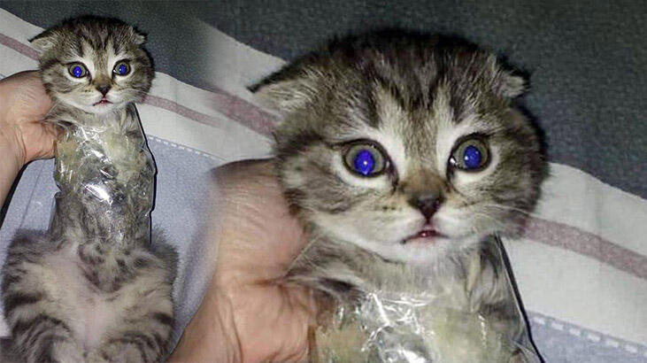 Kedisini streç filme sarıp fotoğrafını paylaşan kişi tutuklandı