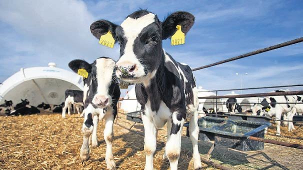 Kenevir üretimine yeni izin çıkacak