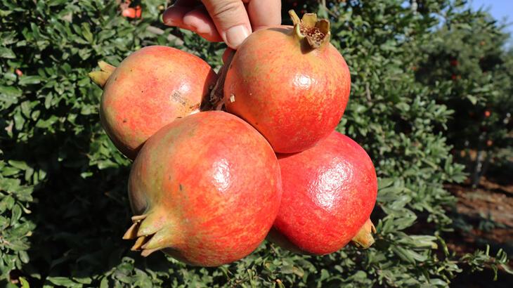 Kilis'in 'Hicaz narı' Avrupa ülkeleri ve Irak'a ihraç edilecek