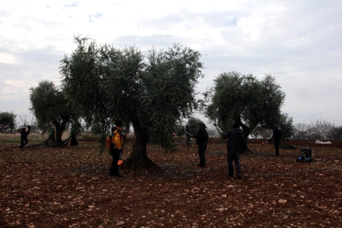 Kilis'tde zeytin hasadı tamamlandı