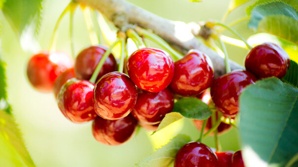 Kiraz, Güney Kore pazarına açılıyor