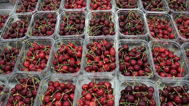 Kiraz ihracatında hedef 300 milyon dolar