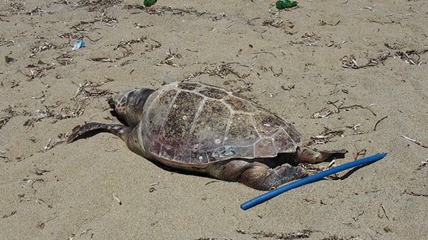 Kıyıda bulundu! Vücudunda yara izleri var...