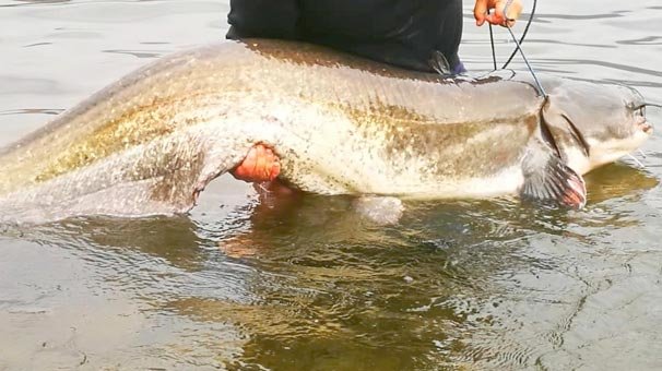 Kızılırmak'ta yakalandı! 1.85 metre boyunda ve 97 kilogram ağırlığında...