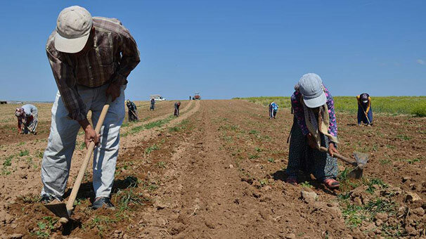 Kocaeli'de çiftçilere yıllık 34 milyon lira zirai gelir artışı sağlandı