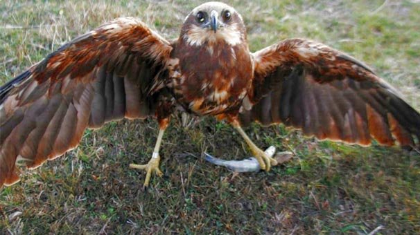Konya'da ortaya çıktı! Çok nadir bulunuyor...