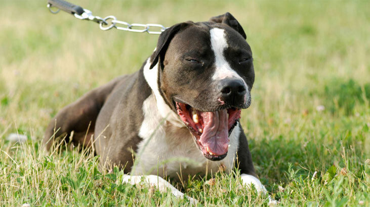 Köpek sahibini öldürdü! Evde dehşet