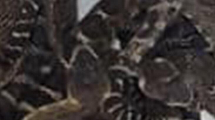 Korkuları gerçek oldu! 100'e yakın, hepsi ölümcül...