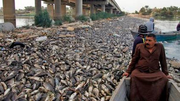 Korkutan görüntü! Binlercesi böyle bulundu