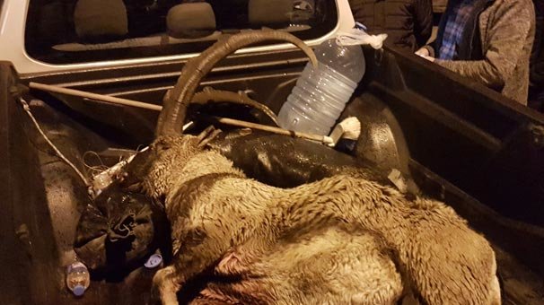 Koruma altındaki keçiyi avlayanlar hakkında flaş gelişme