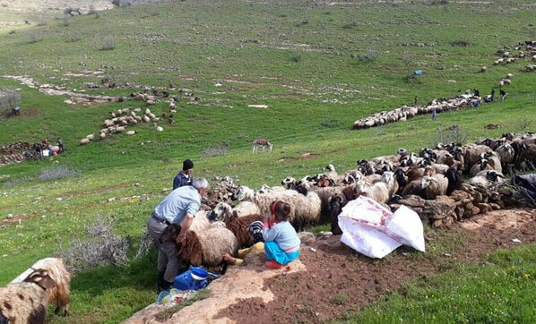 Kuduz paniği! Köye giriş çıkış yasaklandı