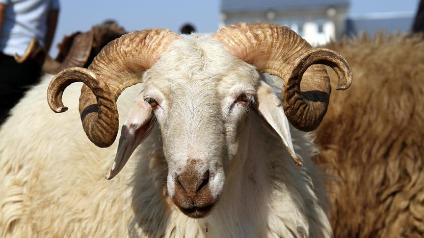Kurban Bayramı hangi aya denk geliyor, ne zaman? 2021 Kurban Bayramı tarihleri...