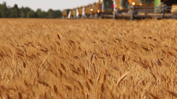 Küresel gıda fiyatları martta istikrarlı seyretti