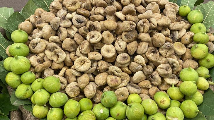 Kuru incir ihracatı 72 bin tonu aştı