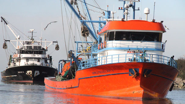 Limana yaklaşık 50 ton hamsiyle döndüler