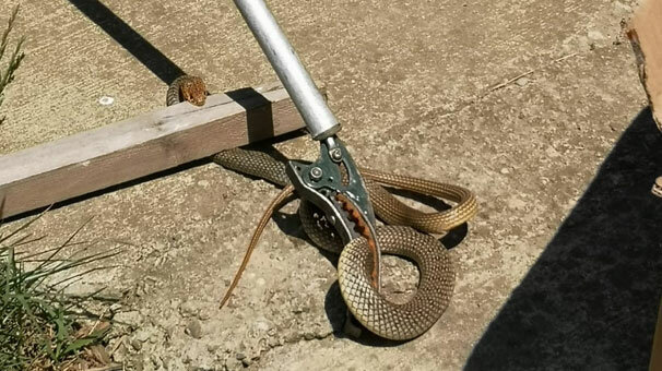 Lojman bahçesindeki yılan panik yarattı