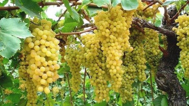 Manisa'dan 40 ülkeye üzüm ihracatı