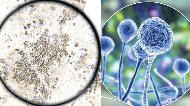 Mantar kâbusu! Akciğerleri tüketen Aspergillus küresel ısınmayla yayılıyor