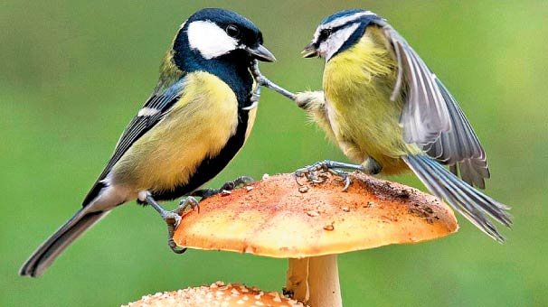 Mantar üstünde iki inatçı kuş