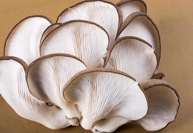 Mantarın faydaları nelerdir?