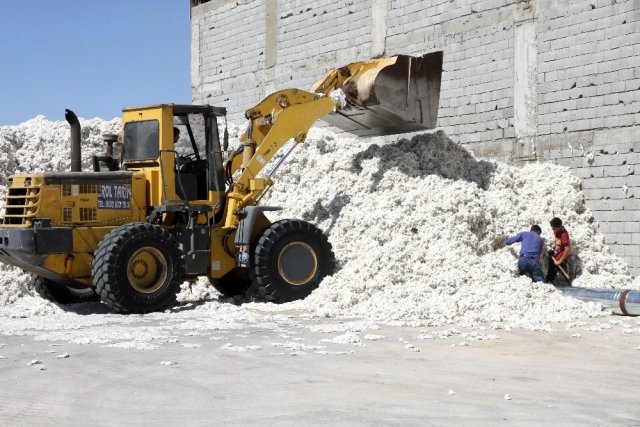 Mardin'de pamuk hasadı başladı, fiyatlar beklentilerin altında