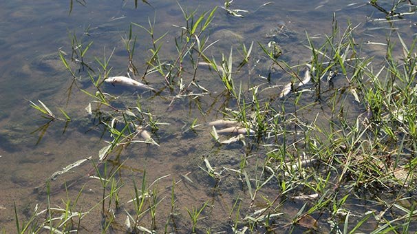 Mersin'de balık ölümleri