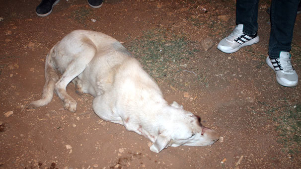 Midyat’ta gözü oyulmuş köpek bulundu