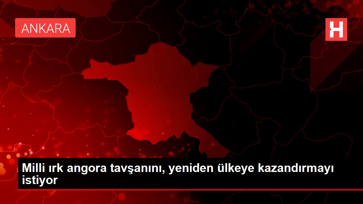 Milli ırk angora tavşanını, yeniden ülkeye kazandırmayı istiyor