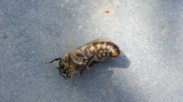 Milyonlarca arı ölü olarak bulundu! İlçe tetikte