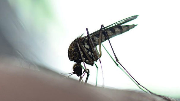 Milyonlarca kişi kutlamalara hazırlanırken salgın alarmı verildi