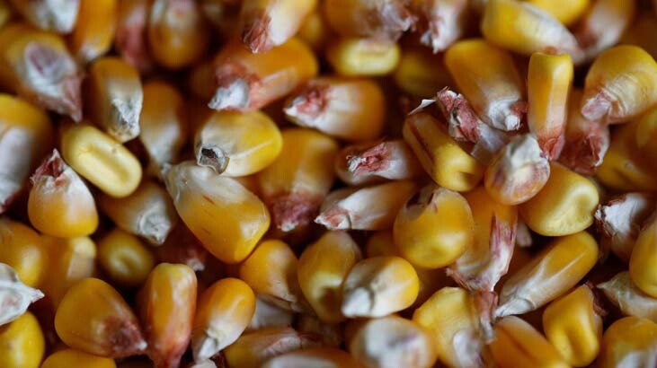 Mısır, 5 yılın en yüksek seviyesini gördü