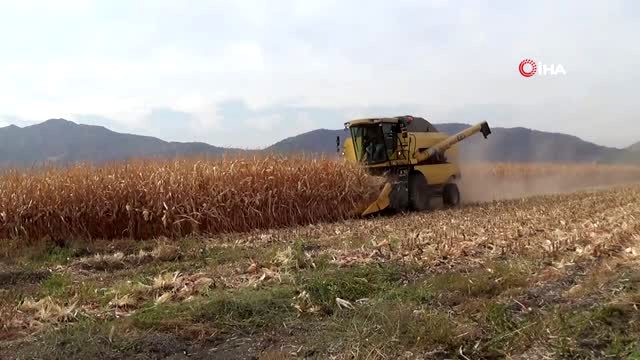 Mısırda yüksek rekolte sevinci