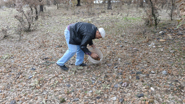 Muhtarın girişimi köylüye gelir kaynağı oldu