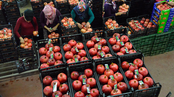 Nar fiyatı bu yıl üreticinin yüzünü güldürdü