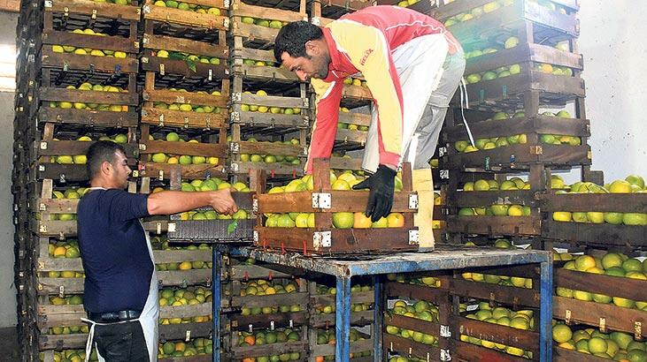 Narenciyeye talep yağıyor