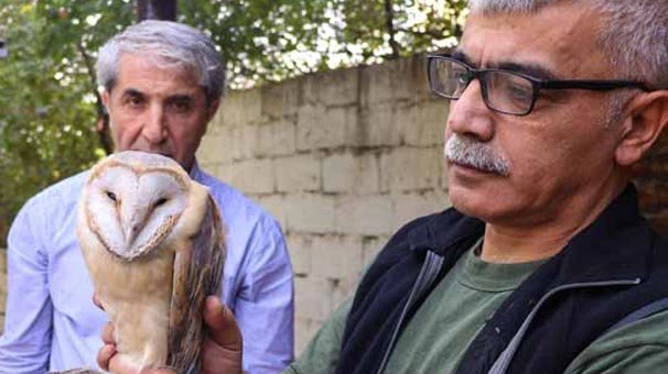 Nesli tehlikedeki peçeli baykuş bu halde bulundu