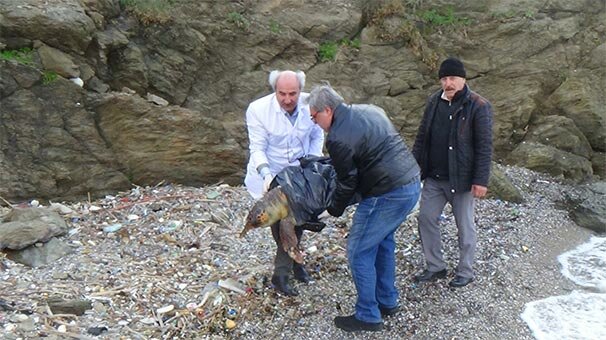 Nesli tükenmek üzere! Sahilde böyle bulundu