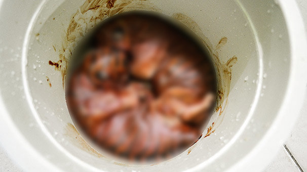 Nesli tükenmekte ama iki yavrusuyla birlikte öldürülmüş!