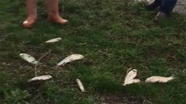 O anları cep telefonuyla kaydettiler! Tek tek topladılar