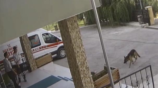 O köpeğin başına gelmeyen kalmamış