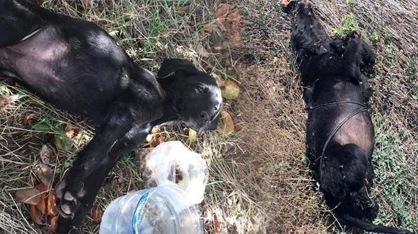 Öldürme gerekçesi duyanları şok etti