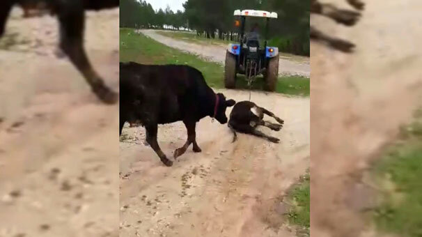 Ölen yavrusunun peşinden kilometrelerce koştu