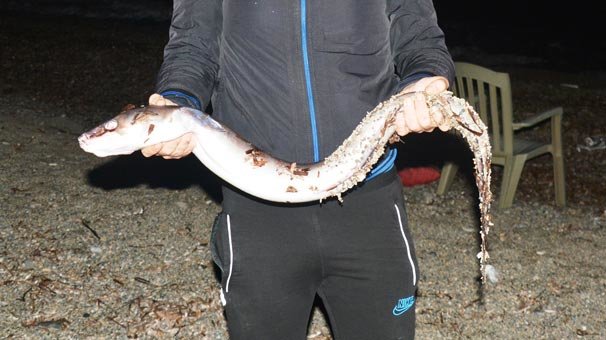 Oltaya yakaladı, görenler şaşırdı