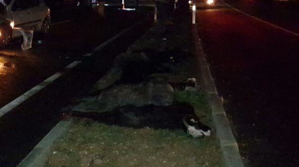 Onlarca hayvan böyle bulundu