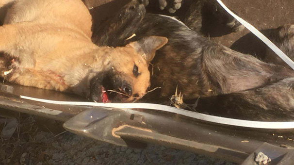 Ördek yedikleri iddiasıyla 2 köpek av tüfeğiyle öldürüldü