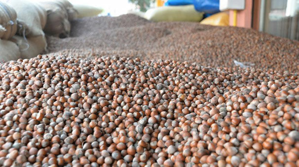 Ordu'da fındık fiyatı 16 liraya yükseldi