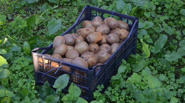 Ordu'da kivi hasadı başladı