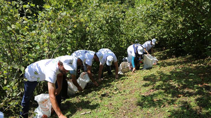 Ordu’da tahmini fındık rekoltesi 167 bin 300 ton